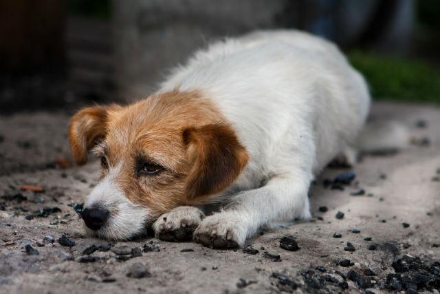 PL sobre crime de abandono de animais vai à sanção de David Almeida