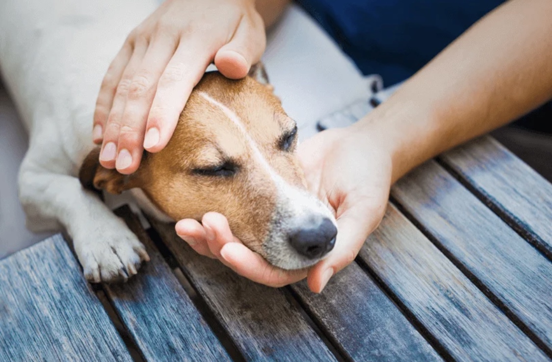 Presidente sanciona lei que proíbe eutanásia de cães e gatos de rua