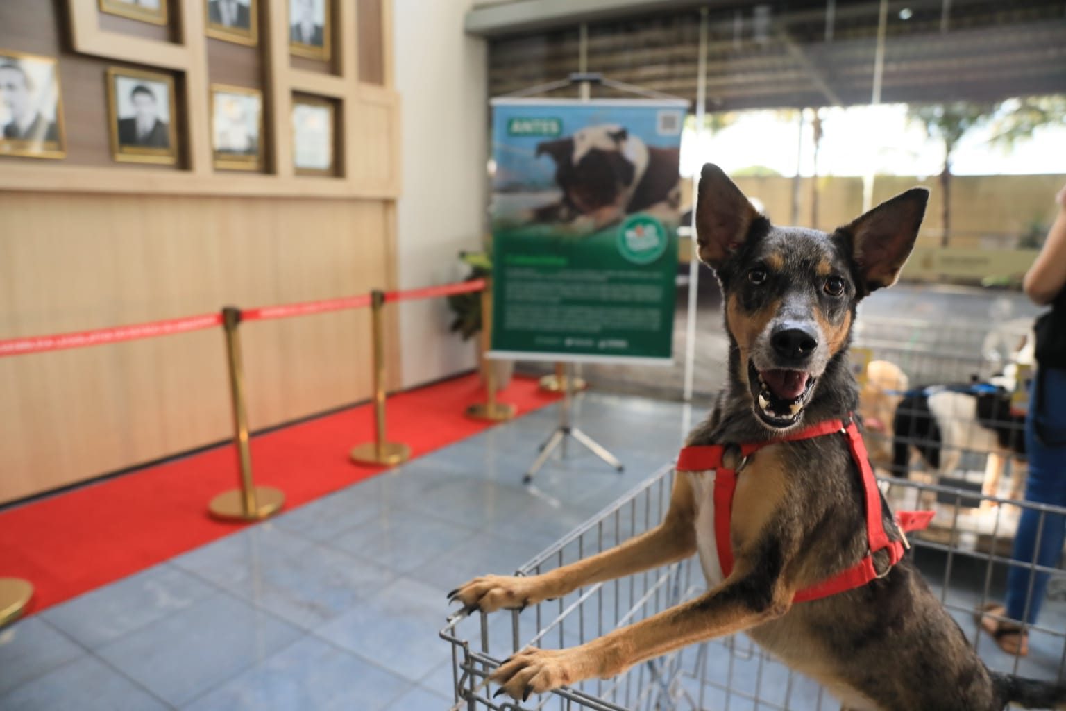 Matérias Legislativas da Aleam garantem proteção e bem-estar aos animais domésticos no Amazonas